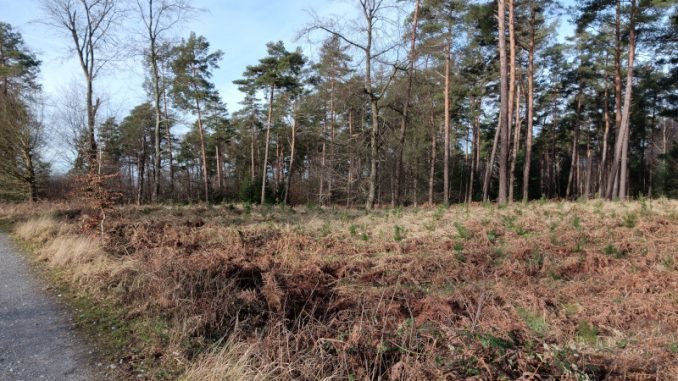 Wald zwischen Stinkesberg und Hülsenberg